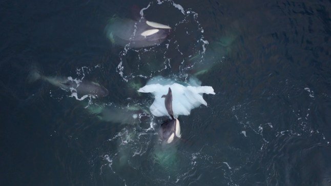 Expedition Killer Whale,26-12-2024,In pack ice killer whales, teaching is an essential element of their success. The matriarch of a family passes on her knowledge and experience to the younger killer whales, a process that continues throughout her long life ? she can life to over 100 years old. Here, a group of young killer whales are being taught to drag a crabeater seal safely by its tail into the water, avoiding its mouth with sharp teeth that could inflict a wound to the killer whale.,BBC Studios,Sam Stewart