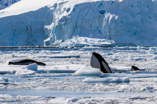 Killer whales poking up from the snow-covered sea in Antartica