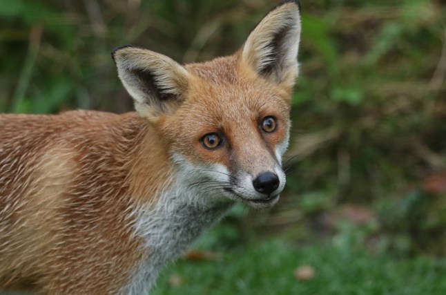 A headshot of a wild young Red Fox, Vulpes vulpes, hunting around in a garden for food.