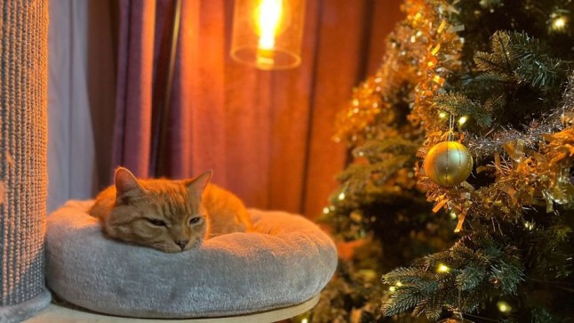 A lost cat has been reunited with his owners after going missing from the family home - for seven years. Boots the ginger Tomcat vanished from owner Mary-Ann Lloyd's Birmingham home in 2017. And when the family moved a few miles away, they were sure they would never see their beloved pet again. But amazingly he had been hanging around his family's former neighbourhood where he was being fed by residents who did not know who he belonged to. Mary-Ann said: "We had been through such real heartbreak and so we're just so happy to have him back."