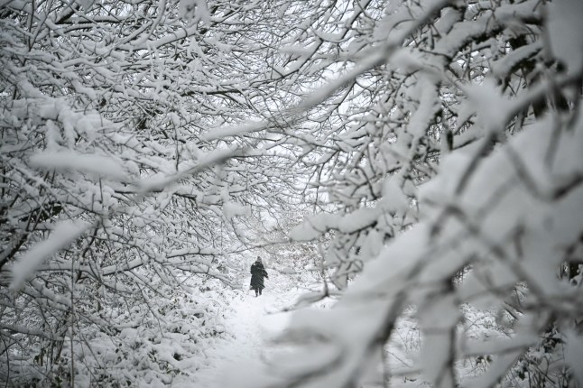 TOPSHOT - A pedestrian walks among the covered in snow trees in a park of Marsden, northern England, on January, 5, 2025, as heavy snow across parts of England are set to cause disruption. An amber weather warning -- the second most serious -- for snow and freezing rain was in place for much of Wales, central England and parts of northwestern England. (Photo by Oli SCARFF / AFP) (Photo by OLI SCARFF/AFP via Getty Images)