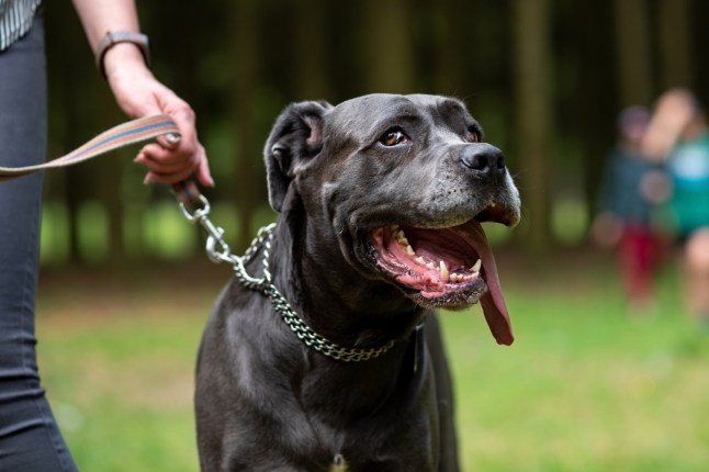 Funny portrait of Cane Corso walking in the park. High quality photo