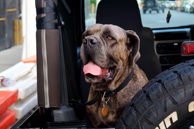 2EB78JB Close up of a brown Italian Mastiff Cane Corso dog sitting at the back of a car facing camera with eye contact.