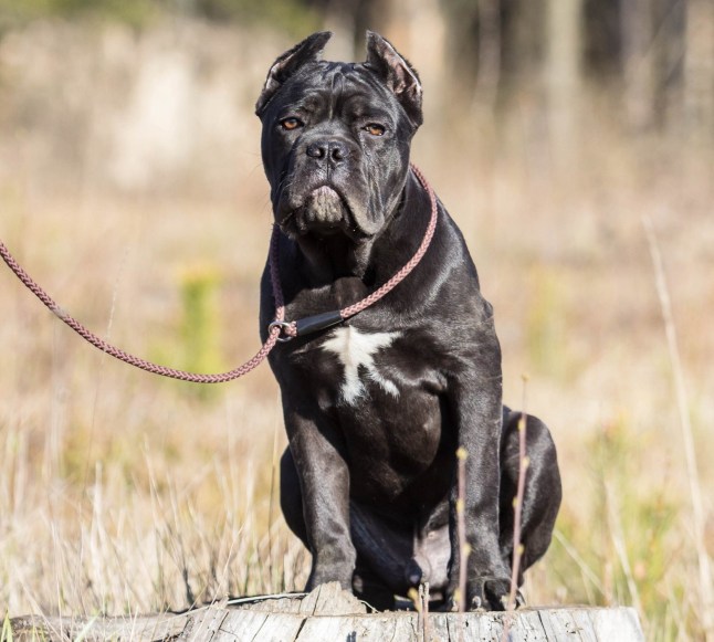 young dog of the cane-corso breed on a walk on the lawn in early spring