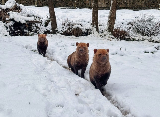 Bush dogs in the snow. Knowsley Safari?s residents needed no such encouragement as their surroundings turned into a winter wonderland when the latest cold snap hit the Merseyside attraction. Amur Tigers, baboons, meerkats, Andean Bears and more were all spotted appearing to enjoy the wintry conditions.