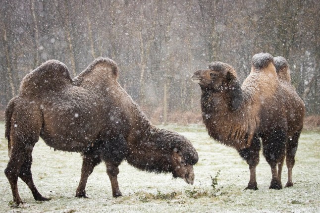 Camels in the snow. Knowsley Safari???s residents needed no such encouragement as their surroundings turned into a winter wonderland when the latest cold snap hit the Merseyside attraction. Amur Tigers, baboons, meerkats, Andean Bears and more were all spotted appearing to enjoy the wintry conditions.