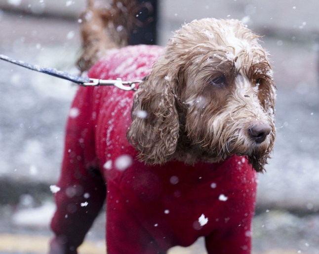 A dog in a fleece is seen as snow falls on the high street of Saddleworth, England, Tuesday, Jan. 7, 2025.(AP Photo/Jon Super)