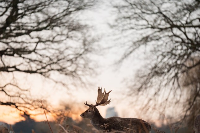 Deer graze in the frost, Bushy Park, London. Weather warnings for snow and ice are in force across much of the UK after severe flooding and snow caused travel disruption and school closures. Picture date: Wednesday January 8, 2025. PA Photo. Photo credit should read: Aaron Chown/PA Wire