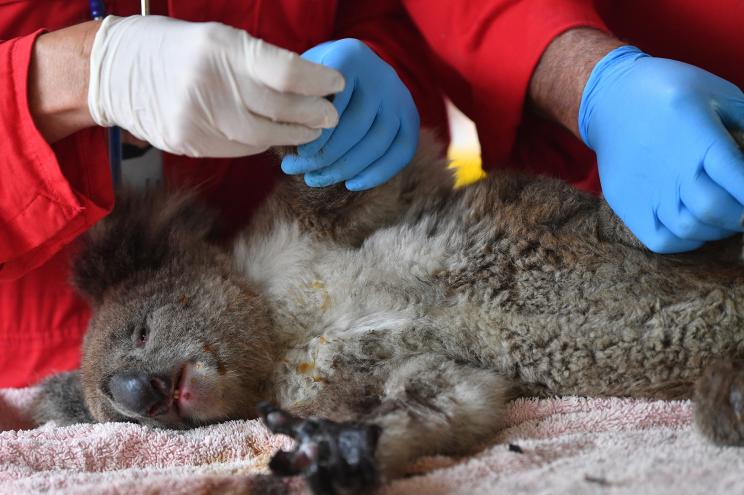 Vets and volunteers treat Koalas at Kangaroo Island Wildlife Park, on Kangaroo Island, Australia.