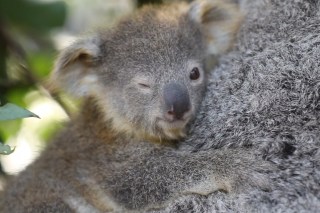 9 baby koalas will melt your heart