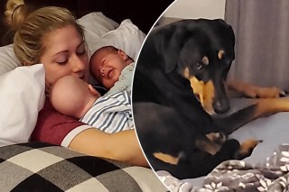 Dog jealous of baby twins cuddling with mom