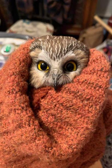 Rockefeller Owl Credit: Ravensbeard Wildlife Center caption: A Secret in the Rockefeller Center Christmas Tree Ravensbeard is excited to share a rare Holiday story with you. Yesterday morning, I received a phone call from someone who asked if we take in owls for rehabilitation. I replied, “yes we do,” there was silence for a moment and she said “OK, I'll call back when my husband comes home, he’s got the baby owl in a box tucked in for the long ride.” I asked where her husband was when he found the owl. She said he works for the company that transports and secures the Christmas tree in Rockefeller Center. She lived about an hour south so we met in the middle to do the transfer. Once secured, I peaked in the box and saw this little face looking up at me. He/she was a little Saw-whet owl, the smallest owls we have in the northeast. All baby owls are born in the spring so the idea that there was a baby owl in November didn’t make sense. Back at Ravensbeard Wildlife Center, we’ve given him fluids and are feeding him all the mice he will eat. It had been three days since he ate or drank anything. So far so good, his eyes are bright and seems relatively in good condition with all he’s been through. Once he checks in with the vet and gets a clean bill of health, he’ll be released to continue on his wild and wonderful journey. Our hearts go out to all those "behind the scenes" workers. Great job and thanks for saving "Rockefeller"!