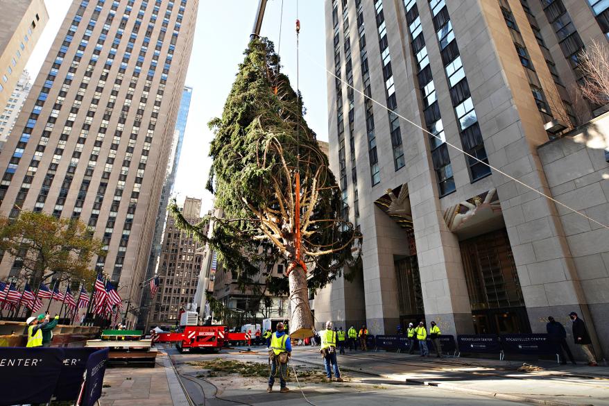 The Rockefeller Center Christmas Tree arrives at Rockefeller Plaza and is craned into place on November 14, 2020 in New York City.