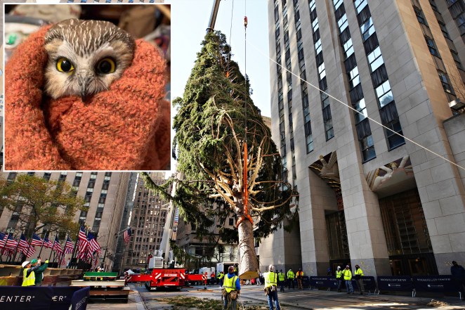 Northern Saw-Whet owl found in Rockefeller Center Christmas tree