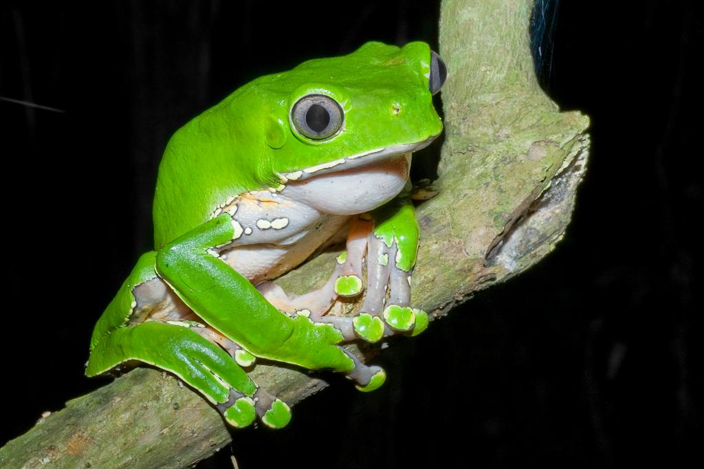 A green Giant Monkey Frog sitting on a branch