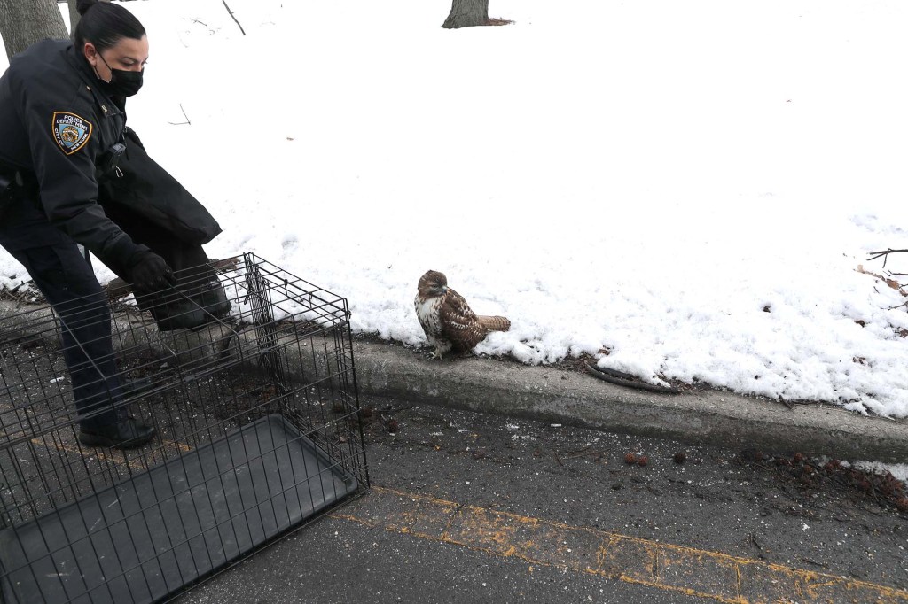 Police rescued this injured hawk that was stranded on the side of a Manhattan highway.