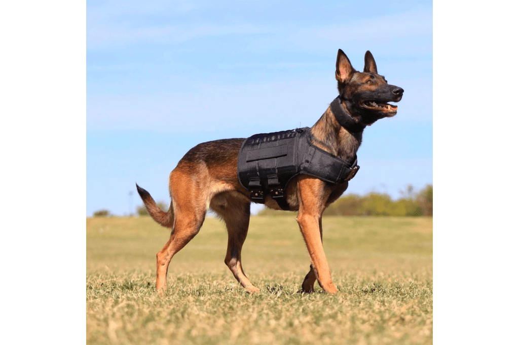 Dog wearing black vest