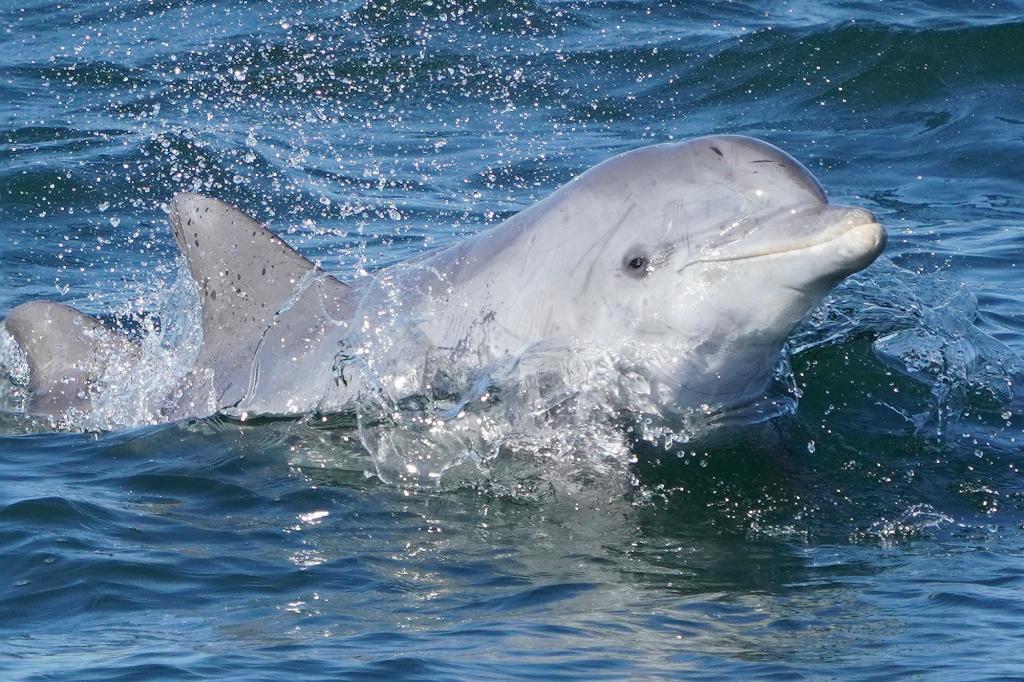 Seasonal sighting of a bottlenose dolphin in the New York Harbor area.