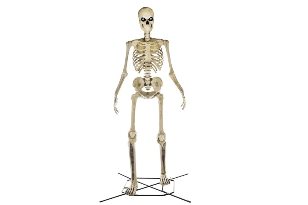 A skeleton 