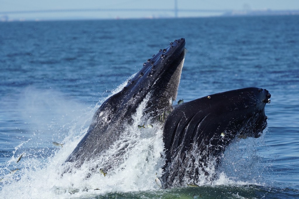 Whales in New York. 