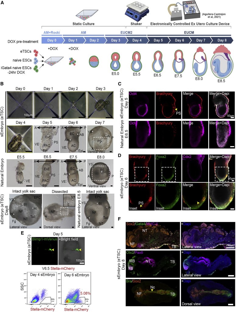 Documents showing the embryo growing process.