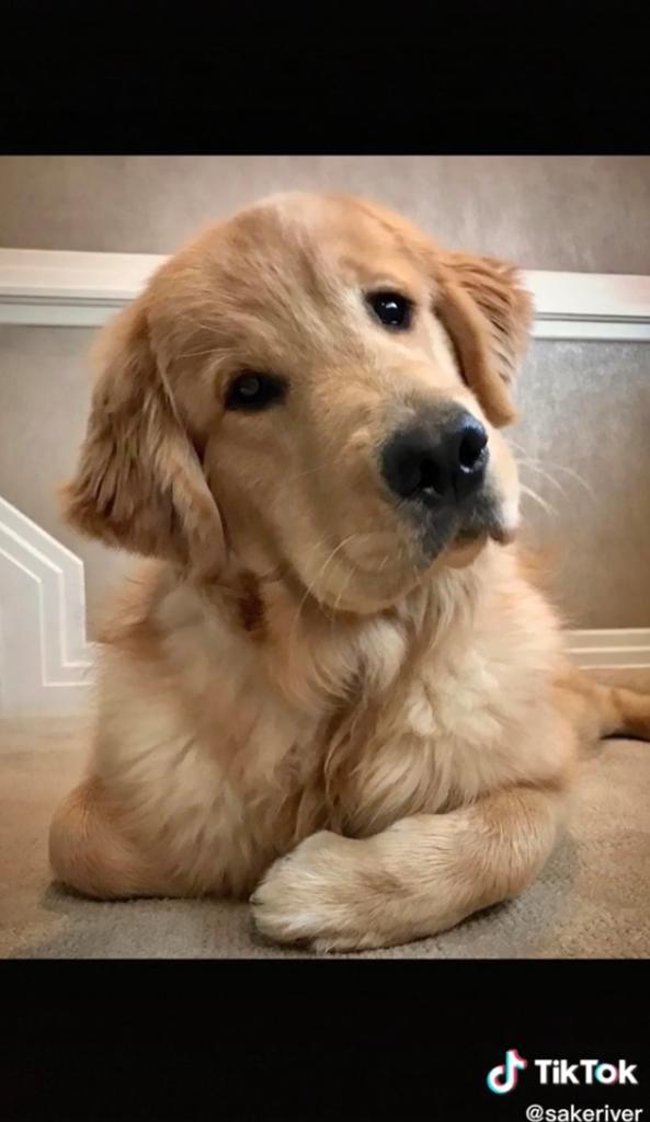 Golden retriever