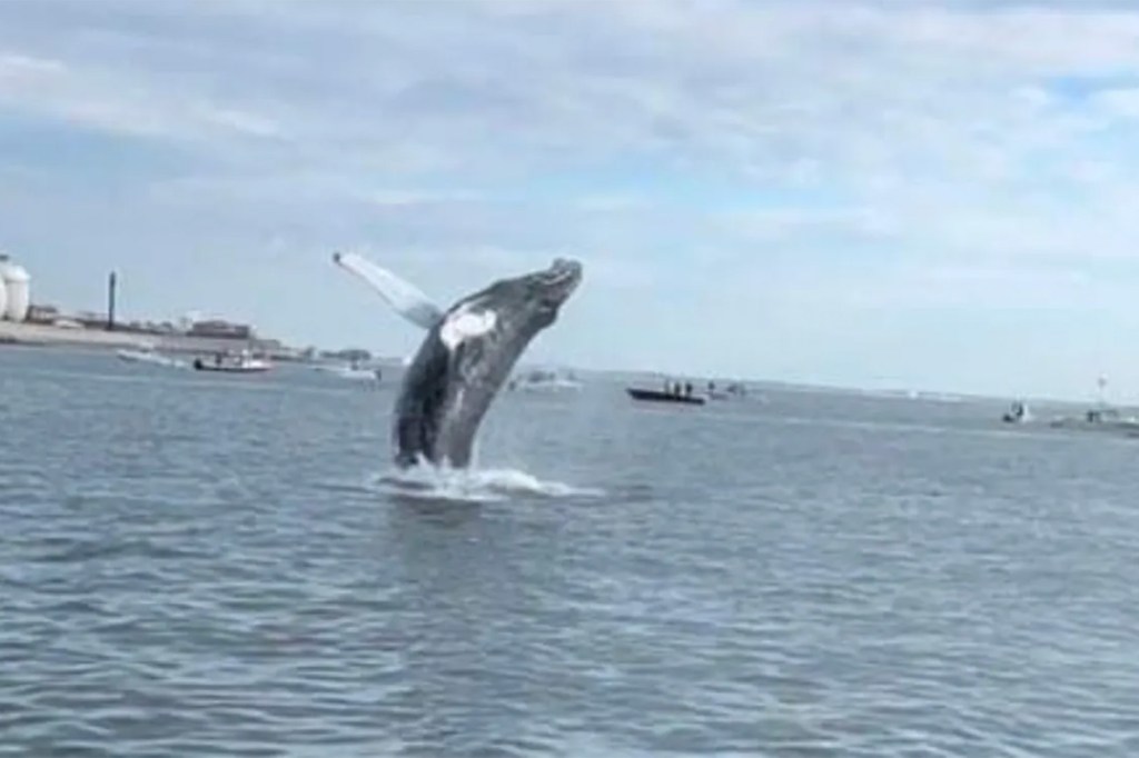 A humpback whale breaches the waters of Massachusetts' Boston Harbor on Monday, August 1, 2022.