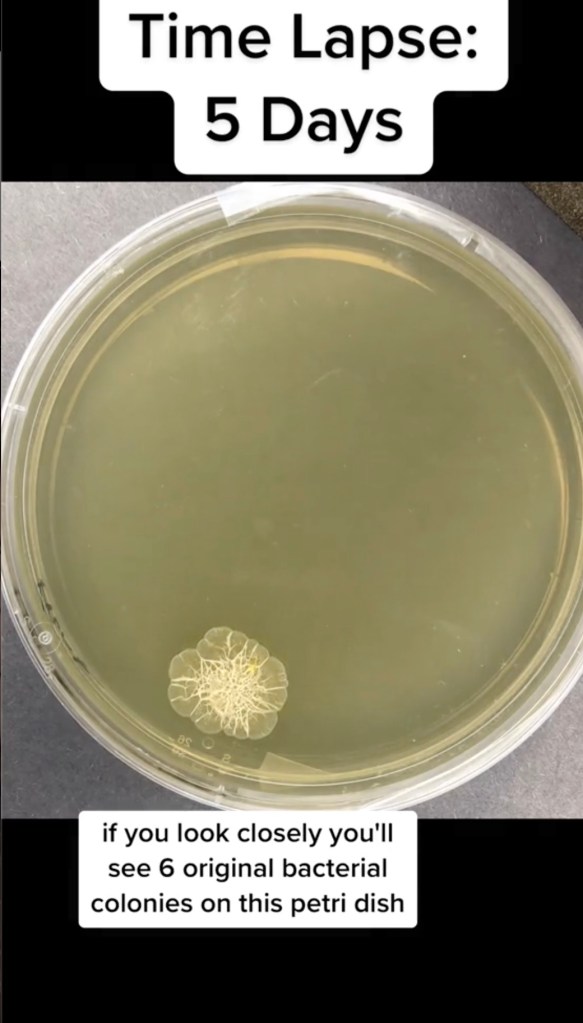 Pictured: Video grab testing bacteria using a flush on a public toilet.
