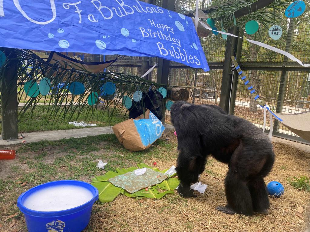 bubbles michael jackson's pet chimpanzee