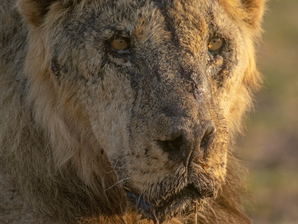 The male lion named "Loonkiito", one of Kenya's oldest wild lions who was killed by herders in May 2023.