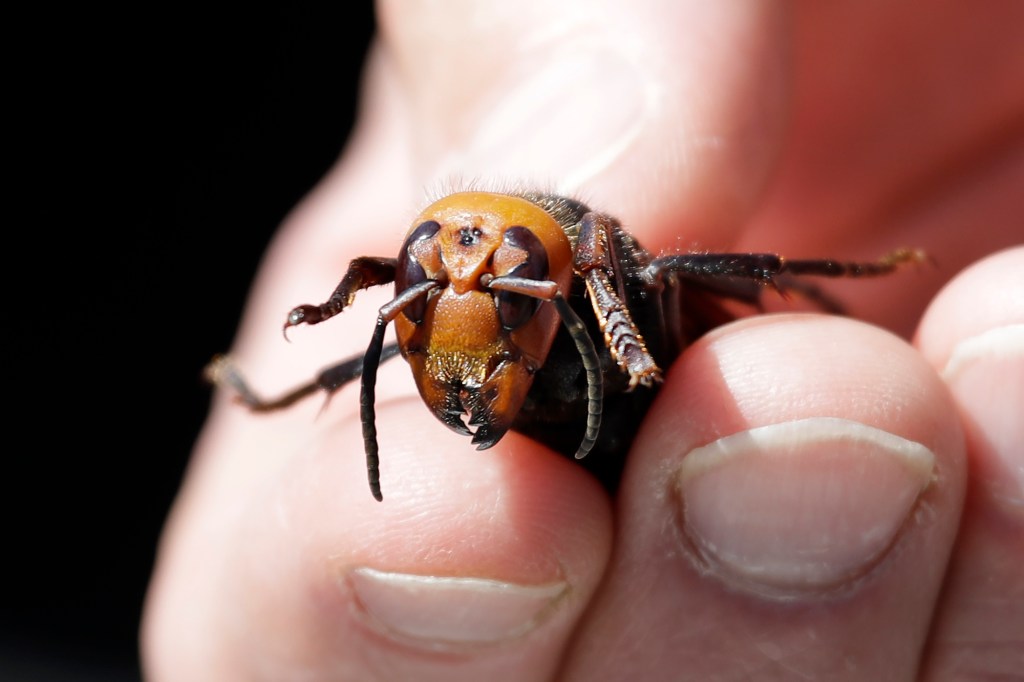 Frightening footage captured by an electron microscope shows what happens after a person sustains a bee sting, with the insect's stinger sawing into flesh and unleashing a potent venom that "destroys human cells."