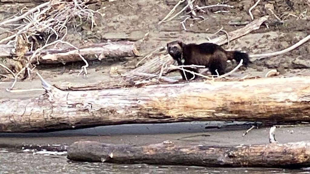 A wolverine was sighted along the Columbia River near Portland, Oregon.