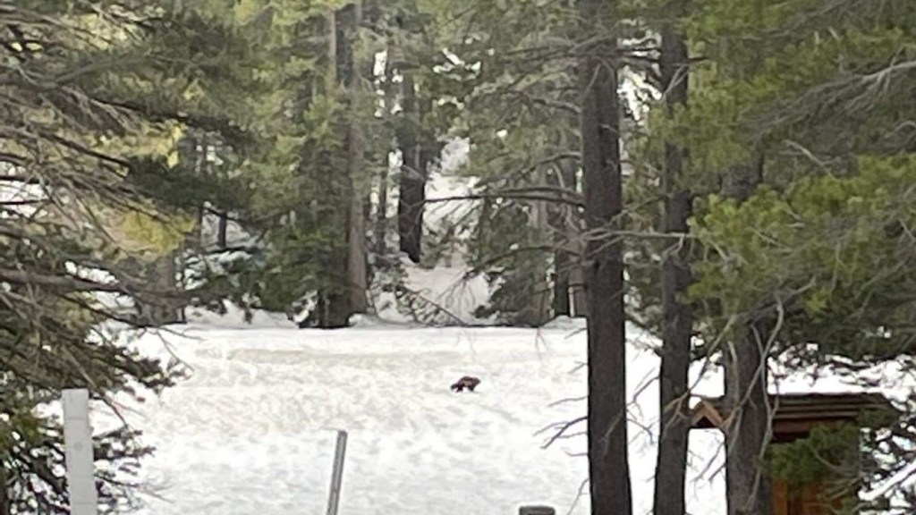 One of the pictures of a wolverine in Yosemite National Park.