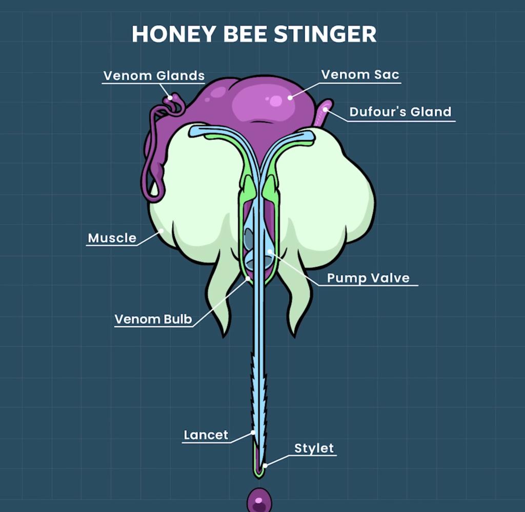 "The blades of the stinger pull down into the flesh," Perry explains, saying its jagged edges are designed to dig as deeply as possible into the victim's skin. 