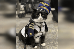 Duke Ellington Morris joined the California airport's Wag Brigade as the first feline to join the San Francisco International Airport's team of therapy animals.