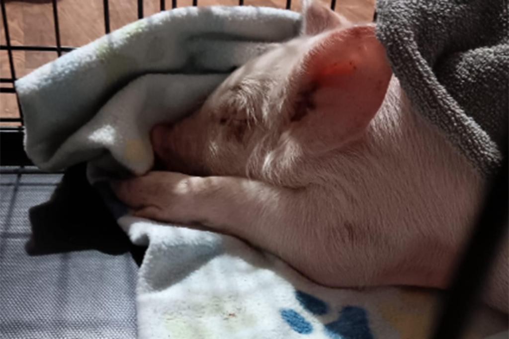 Pearl sleeping in a cage.