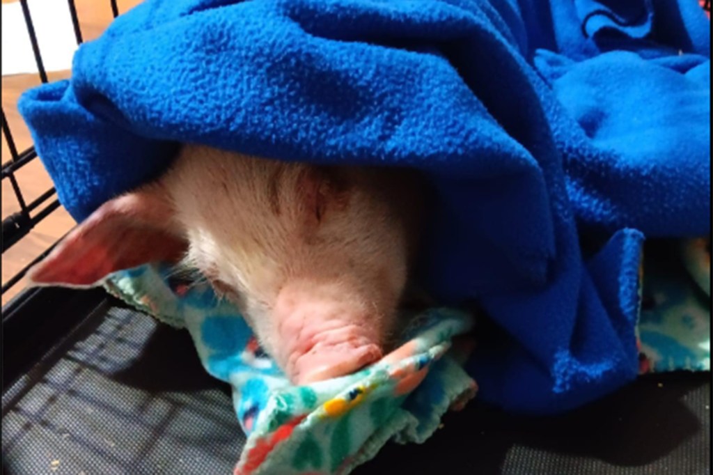 Pearl sleeping in blankets.