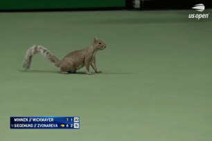 A squirrel stopped the US Open today. 