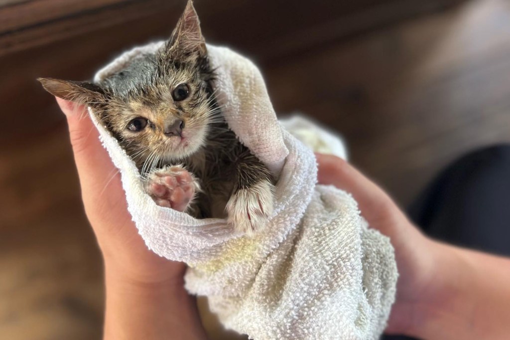 FDNY members moved swiftly to rescue a cat stuck inside a car engine.