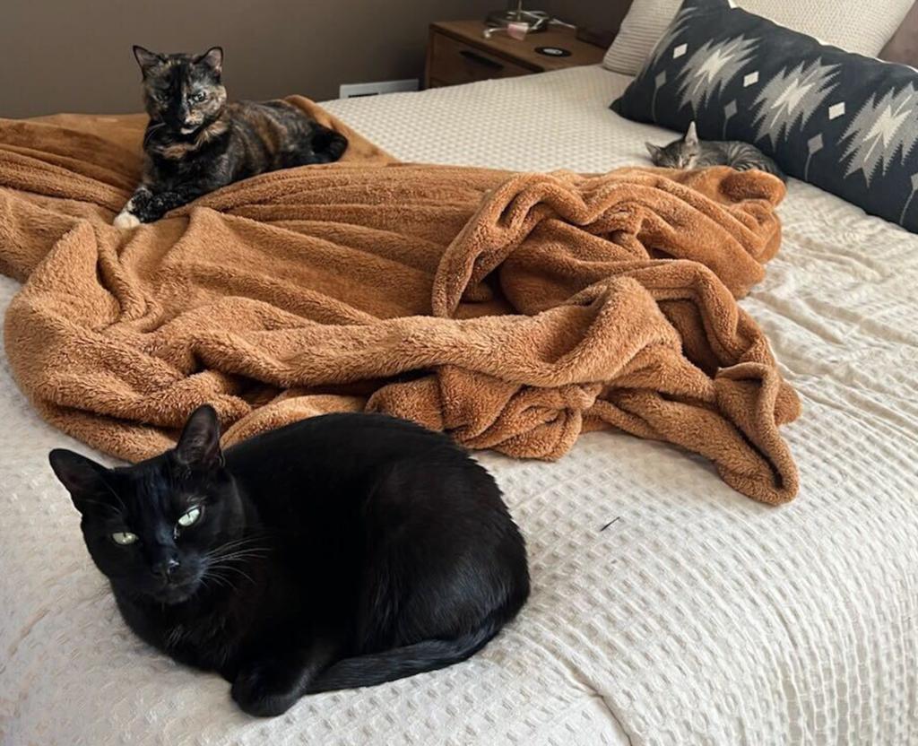 The FDNY rescued cat (far right) now resides in the home of firefighter Christopher Yasparro.