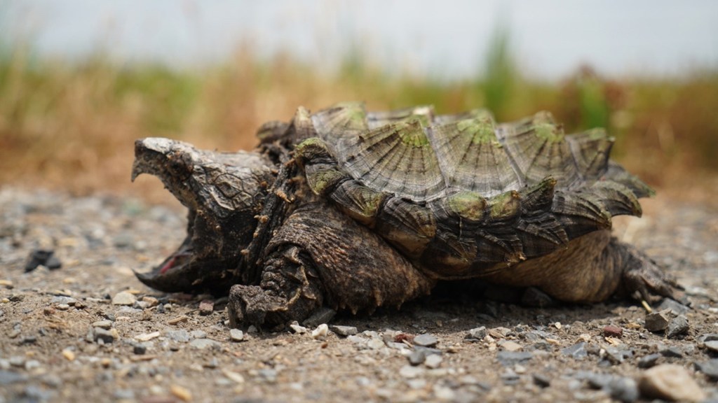 Alligator snapping turtles are listed as a threatened species and harvesting the turtles is illegal in the state of Texas, the TPWD said.