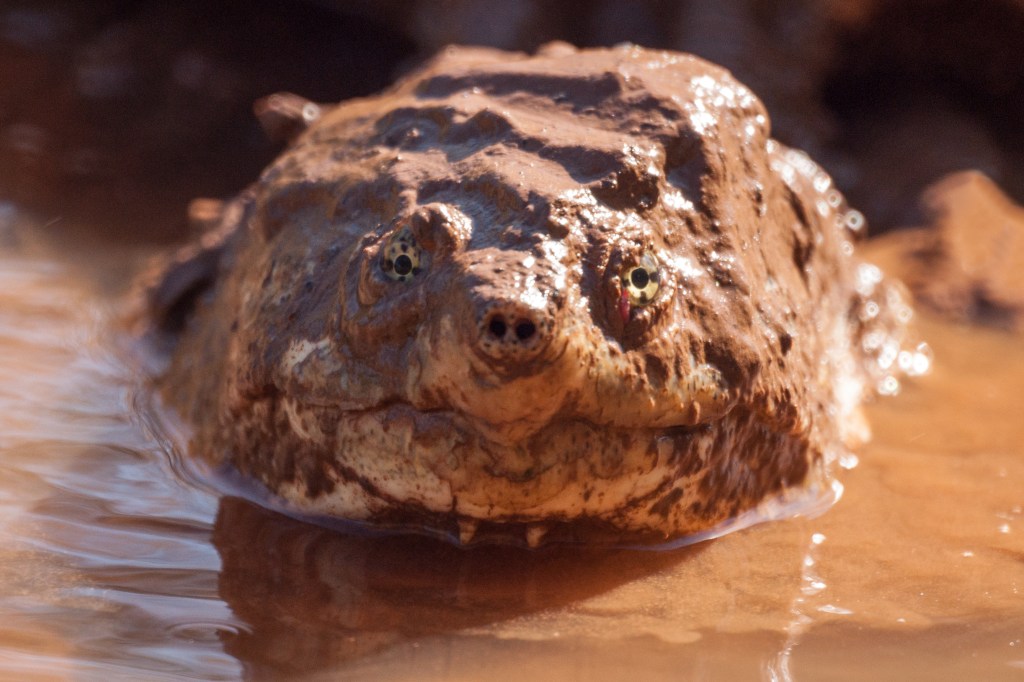 "The high survivorship and long lives of adults make populations of alligator snapping turtles very sensitive to the removal of even a small number of breeding adults," Paul Crump, TPWD's herpetologist, said in the release.