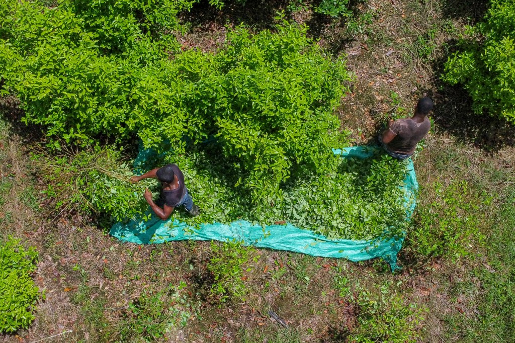 Leaf field in Colombia