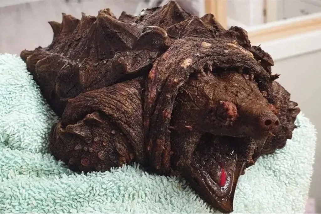 An invasive alligator snapping turtle with a spiked shell and a dangerous bite lies on a towel. It was pulled from a Cumbrian lake and is being rehomed.