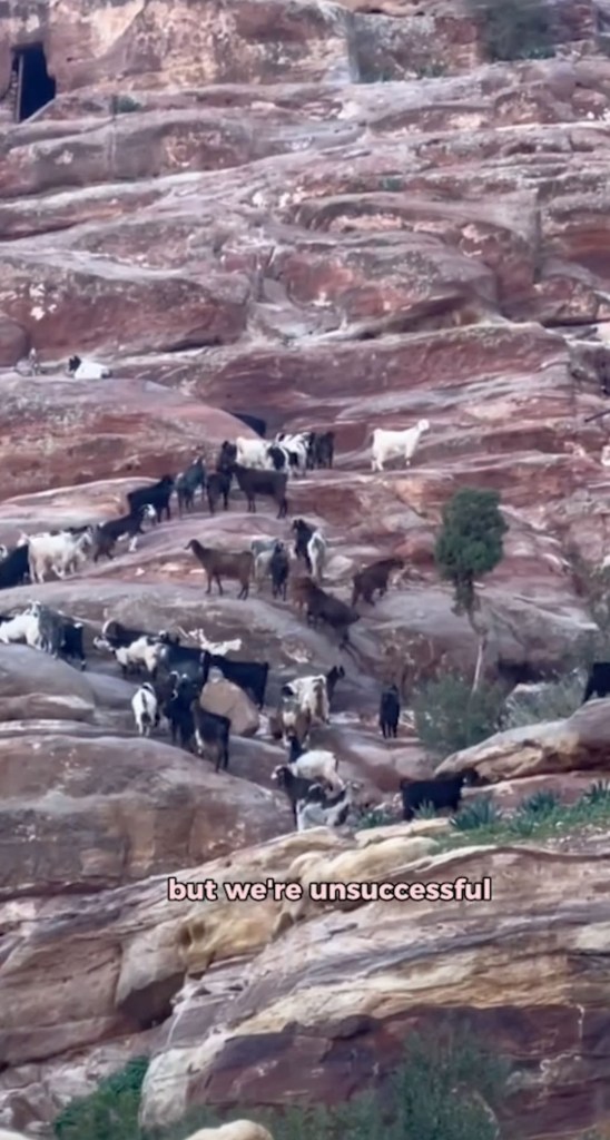 Sheep on the mountains in Petra