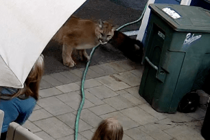 A Washington state family came within a few feet of an aggressive cougar when it ventured into their backyard.