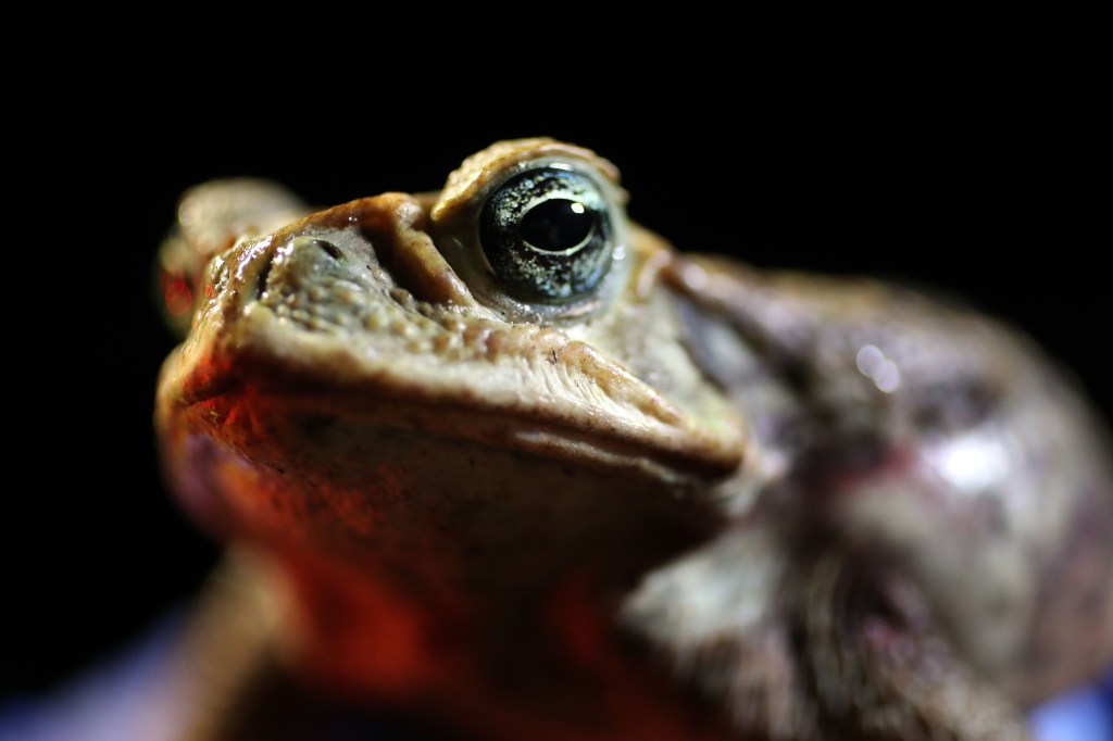 Jeannine Tilford from Toad Busters holding a poisonous cane toad near a lake in West Palm Beach, Florida