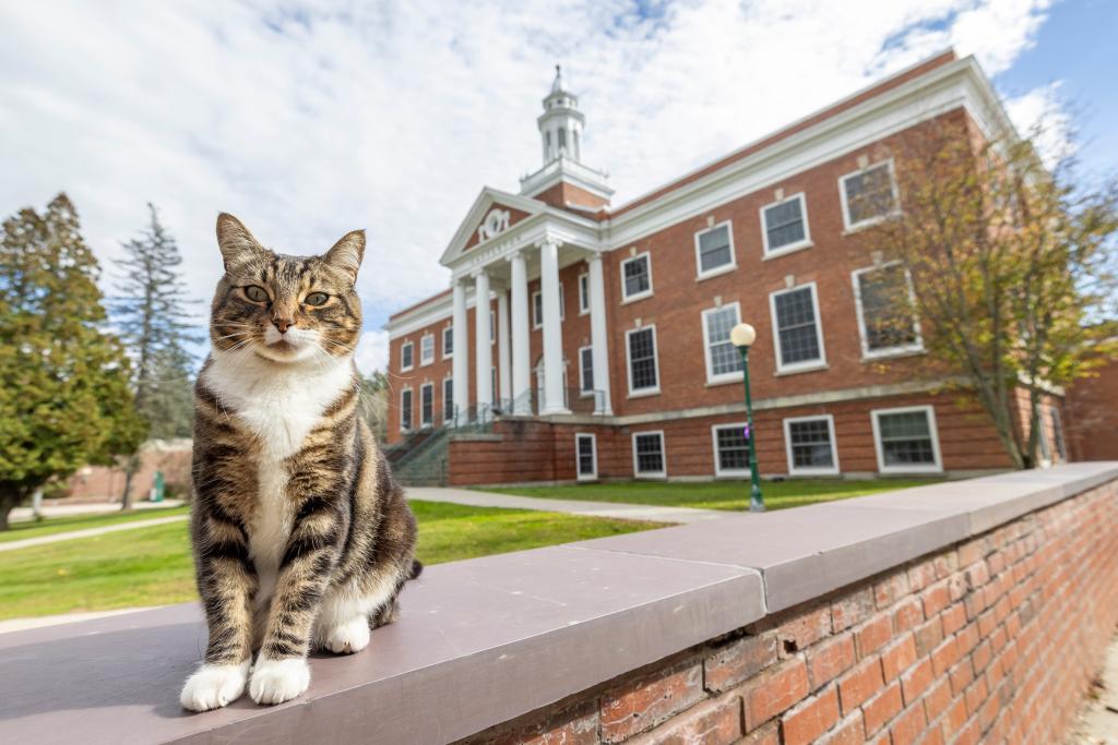 This photo provided by Vermont State University shows Max the Cat stands in front of Woodruff Hall at Vermont State University Castleton on on Oct. 12, 2023 in Castleton, Vt.  Vermont State University's Castleton campus has bestowed the title of âDoctor of Litter-atureâ on Max, a beloved member of its community, ahead of students' graduation on Saturday. The school is not honoring the feline for his mousing or napping but rather for friendliness. 