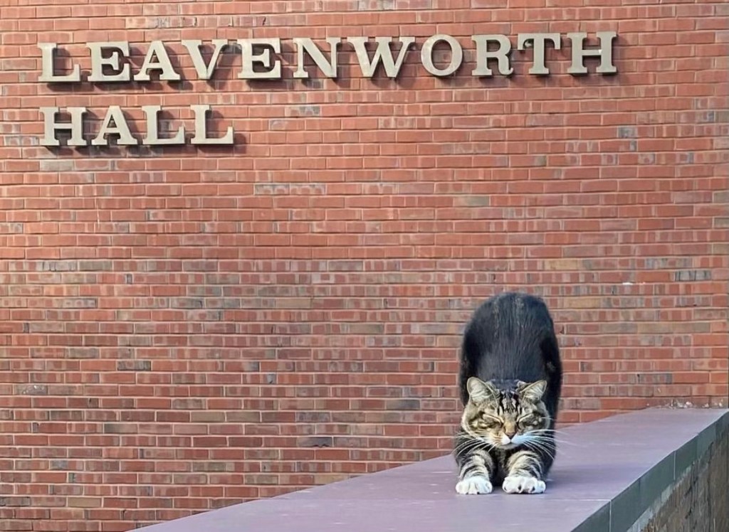 Max the cat stretches outside a building at Vermont State University Castleton campus on Friday, May 17, 2024 in Castleton, Vt . The school has bestowed an honorary degree on the beloved member of the campus community, ahead of graduation on Saturday, May 17. 