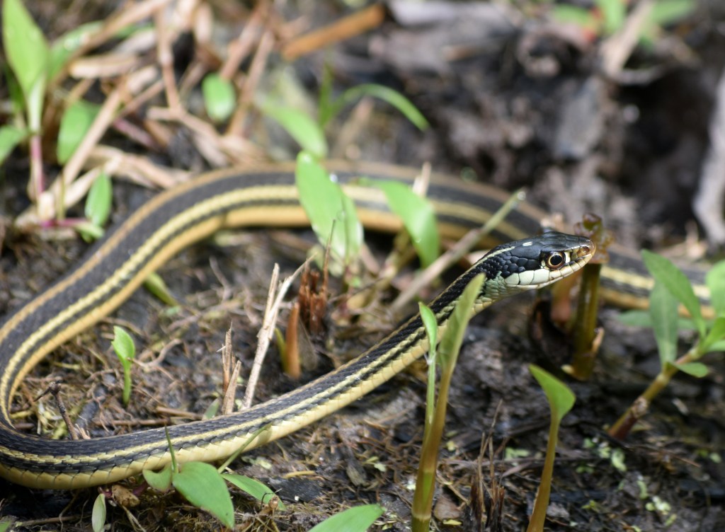 Ribbon snakes are a form of a garter snakes.